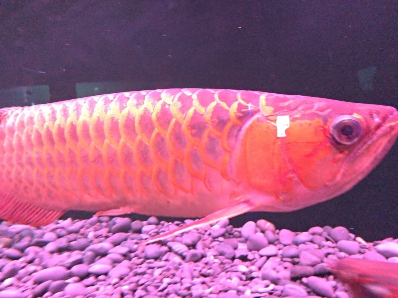 CLOSE-UP OF FISH IN SEA