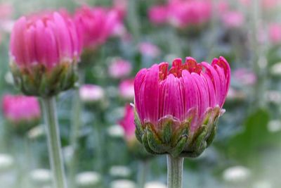 Close-up of pink flower