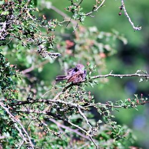 Bird perching on branch