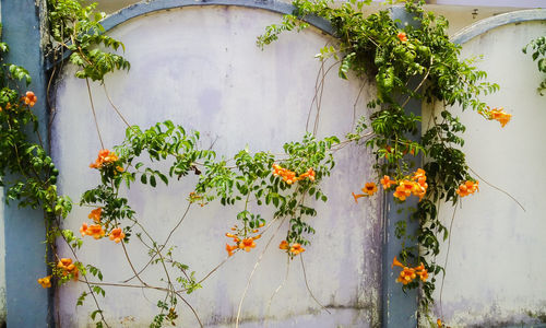 Ivy growing on wall