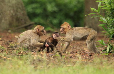 Lion grazing on grass