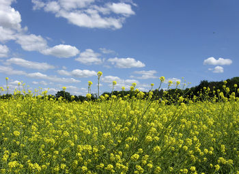 Scenic view of oilseed rape field against sky