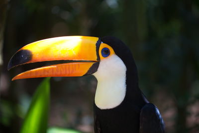 Side on closeup portrait of toucan ramphastos toco eye and face foz do iguacu, brazil.