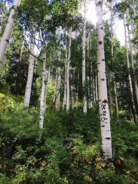 Low angle view of trees in forest