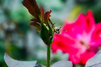 Close-up of insect on flower