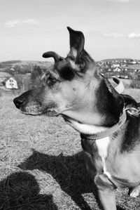 Close-up of horse against sky