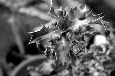 Close-up of plant