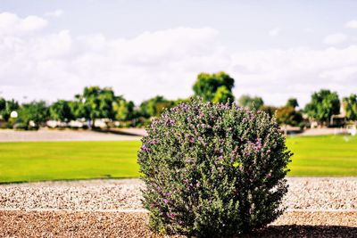 Close-up of plants in field