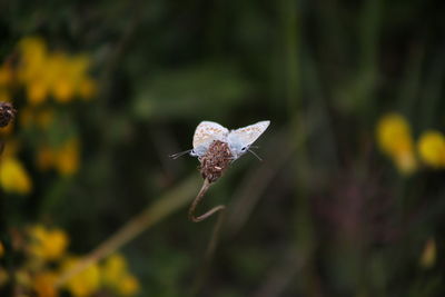 A pair of common blue butterflies mating