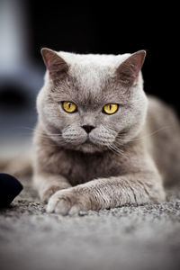 Close-up portrait of a cat