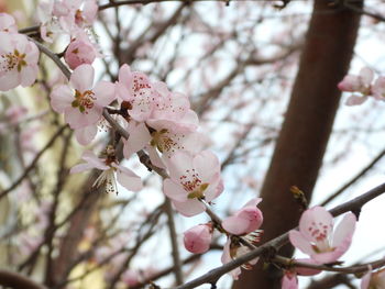 Low angle view of cherry blossom
