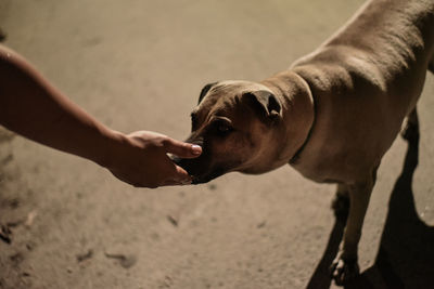 Cropped hand of person feeding dog