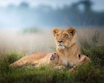 Lioness sitting on field