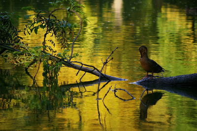 Birds perching on tree by lake