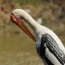 Close-up of bird