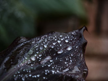 Close-up of raindrops on leaf