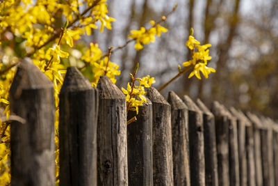 Close-up of yellow flowers on wooden fence