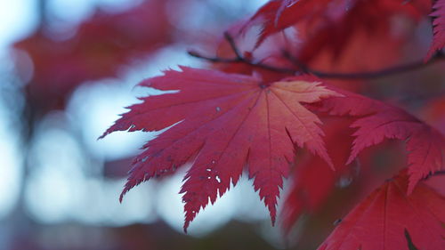 Low angle view of maple tree against sky