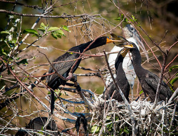 View of birds perching on tree