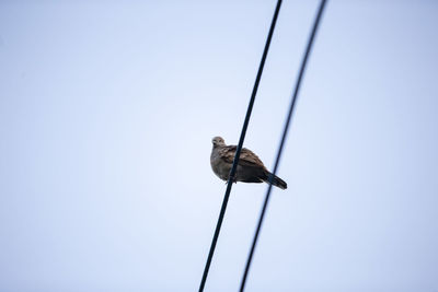Low angle view of bird perching on cable against sky