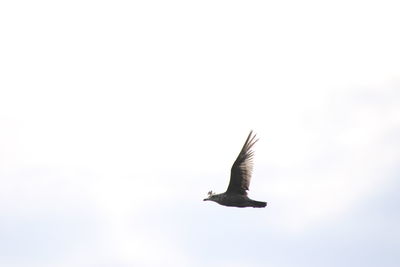 Low angle view of seagull flying