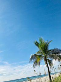 Low angle view of coconut palm tree against blue sky