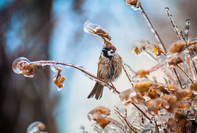 Close-up of bird perching on a plant