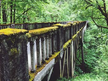 Row of trees in forest