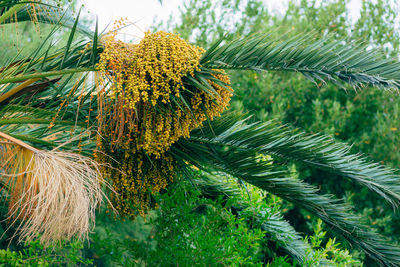 Close-up of pine tree