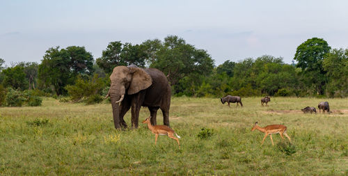 Elephant in a field 