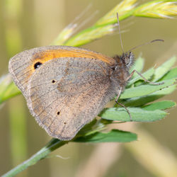 Close up of a meadow brown butterfly on a plant