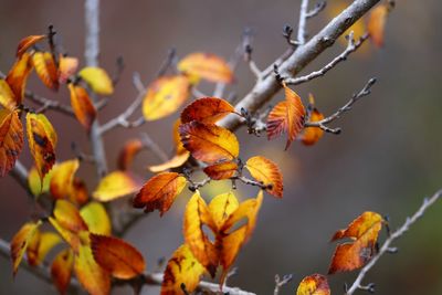 Close-up of orange flowering plant during autumn