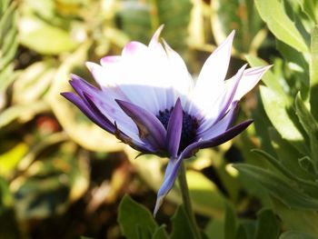 Close-up of purple flowers