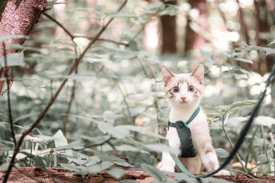 A young playful white kitten on a leash looks out from behind the bushes and looks into the camera