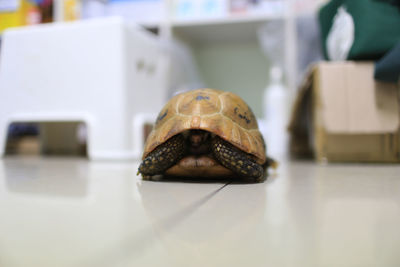 Close-up portrait of a turtle