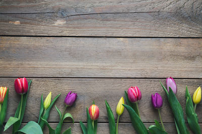 High angle view of pink tulips on table