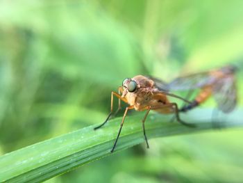 Close-up of insect on leaf