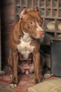 Close-up of dog looking away at home