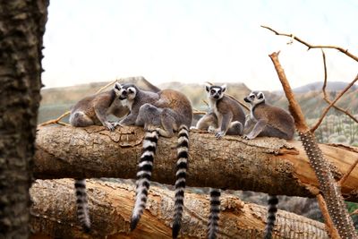 Lemurs sitting on tree trunk against sky