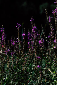 Close-up of purple flowering plants