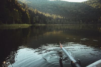 Swan swimming on lake