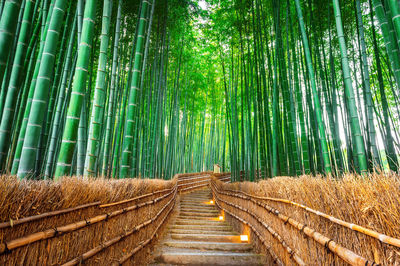 Low angle view of steps amidst trees at forest