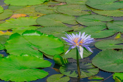 Close-up of lotus water lily in lake