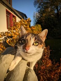 Close-up portrait of a cat