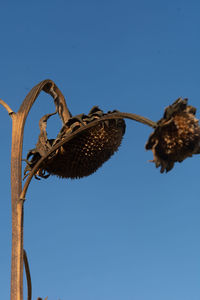 Low angle view of a bird against clear blue sky