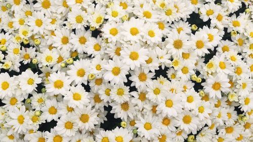 Close-up of white daisy flowers