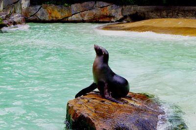 Seal sitting on rock