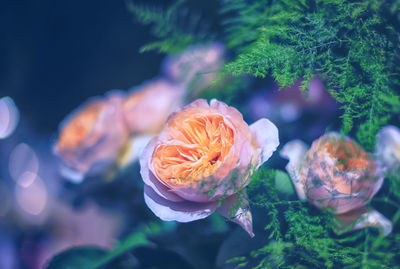 Close-up of rose plant