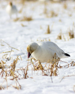 White duck on snow covered land