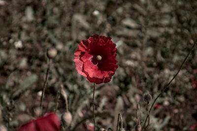 Close-up of red flowering plant